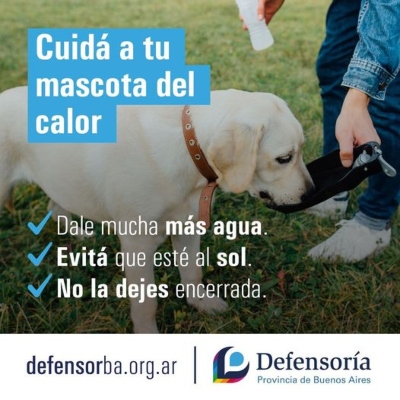 Proteg A Tus Mascotas Del Calor